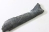 shark tooth: EDESTUS HEINRICHI