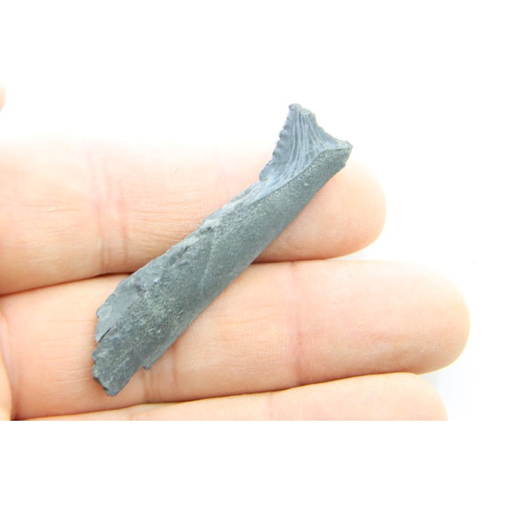 shark tooth: EDESTUS HEINRICHI