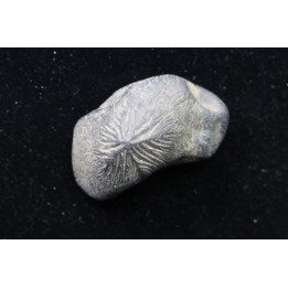Ptychodus mortoni - Cretaceous - Alabama - USA