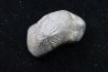 Ptychodus mortoni - Cretaceous - Alabama - USA