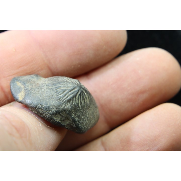 Ptychodus mortoni - Cretaceous - Alabama - USA