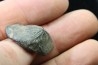 Ptychodus mortoni - Cretaceous - Alabama - USA