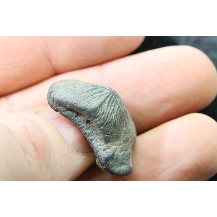 Ptychodus mortoni - Cretaceous - Alabama - USA