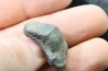 Ptychodus mortoni - Cretaceous - Alabama - USA