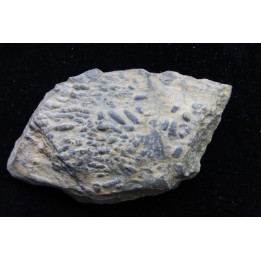 accumulation de COPROLITHES de trilobites: TOMACULUM PROBLEMATICUM - Ordovicien - Maine et Loire, FRANCE