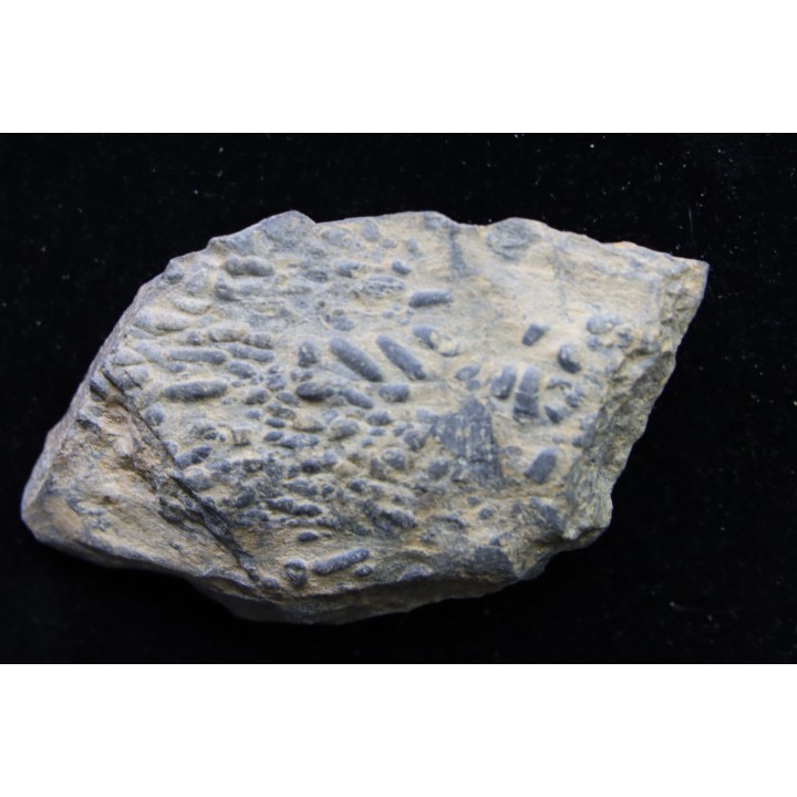 accumulation de COPROLITHES de trilobites: TOMACULUM PROBLEMATICUM - Ordovicien - Maine et Loire, FRANCE