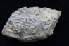 accumulation of  trilobit's COPROLITHES : TOMACULUM PROBLEMATICUM - Ordovician - Maine et Loire, FRANCE