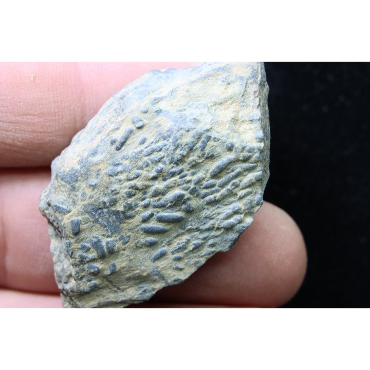 accumulation de COPROLITHES de trilobites: TOMACULUM PROBLEMATICUM - Ordovicien - Maine et Loire, FRANCE