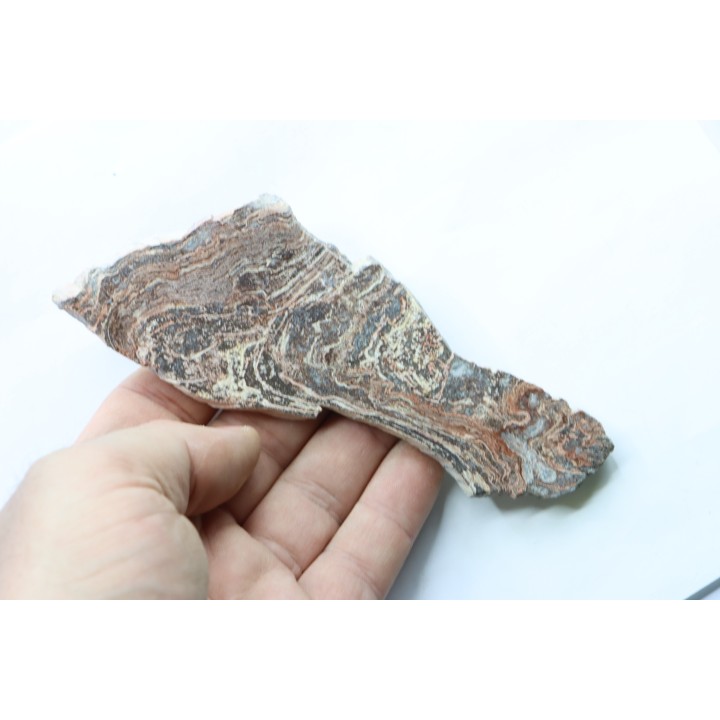STROMATOLITE - Paléozoïc - Mexico