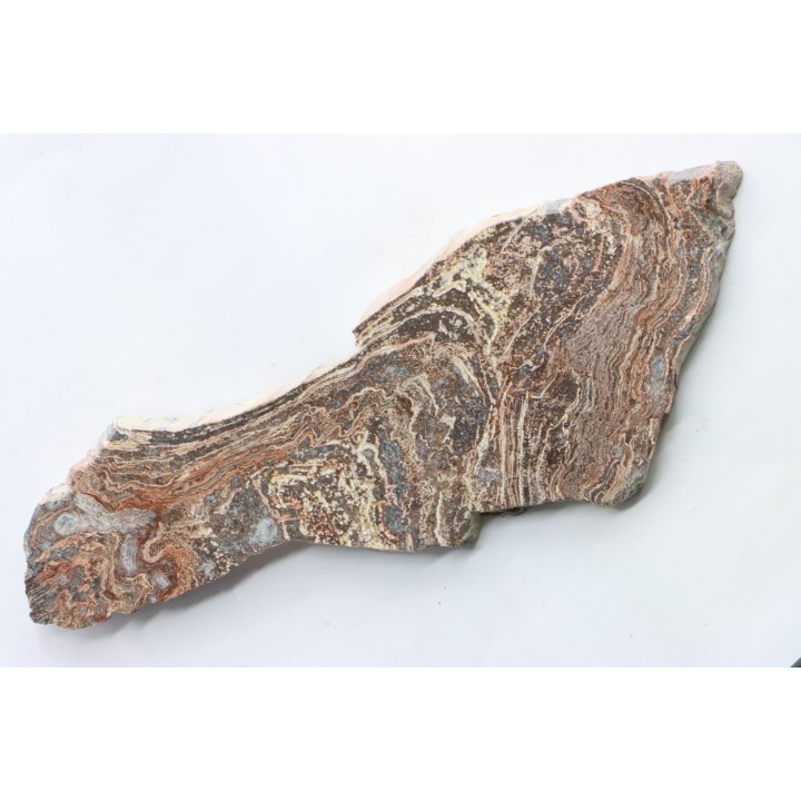 STROMATOLITE - Paléozoïc - Mexico
