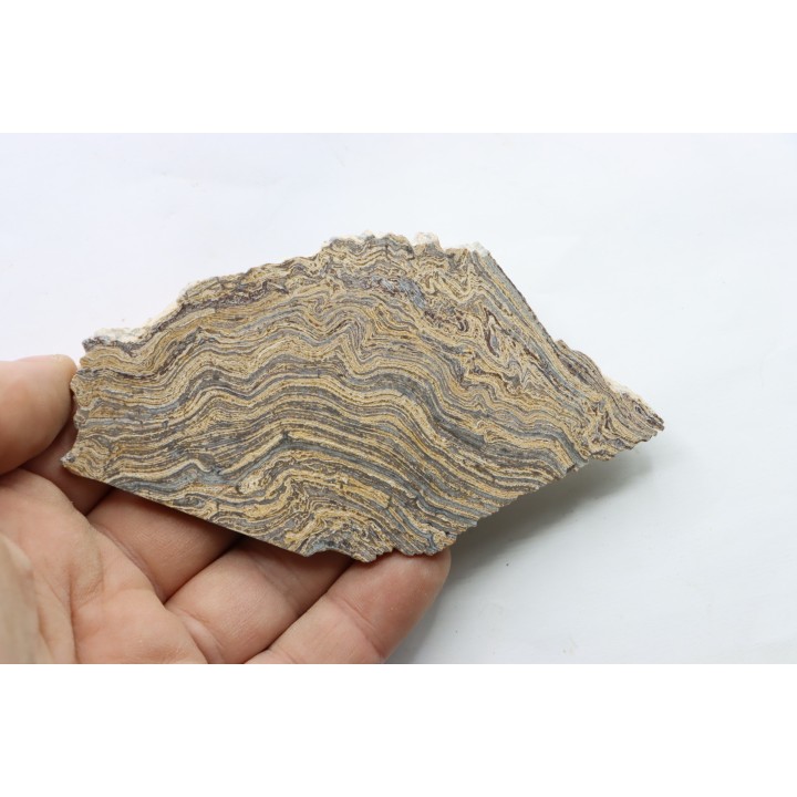 STROMATOLITE - Paléozoïc - Mexico