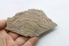 STROMATOLITE - Paléozoïc - Mexico