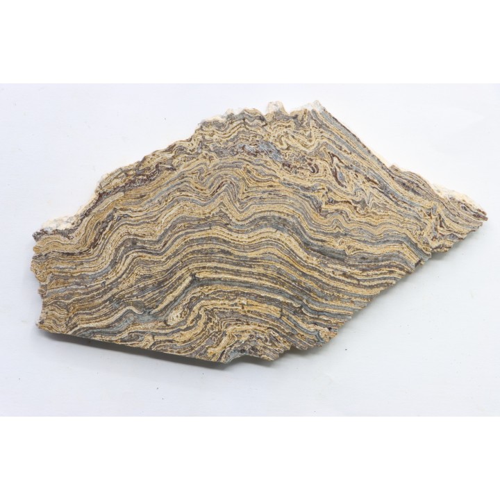 STROMATOLITE - Paléozoïc - Mexico