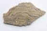 STROMATOLITE - Paléozoïc - Mexico