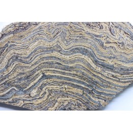 STROMATOLITE - Paléozoïc - Mexico