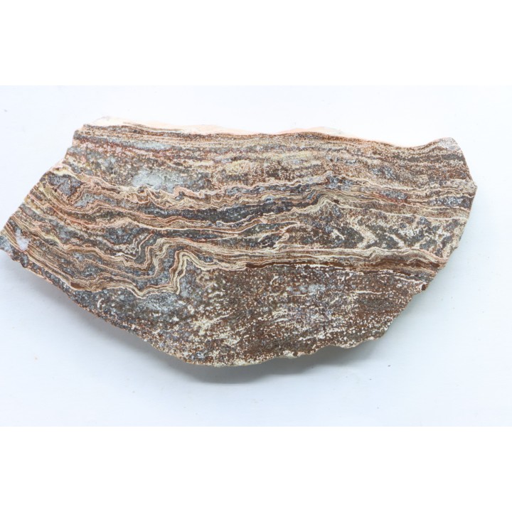 STROMATOLITE - Paléozoïque - Mexique