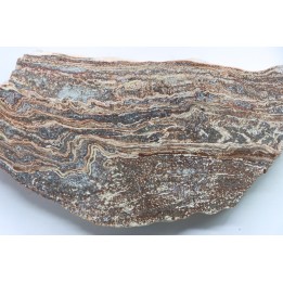STROMATOLITE - Paléozoïc - Mexico