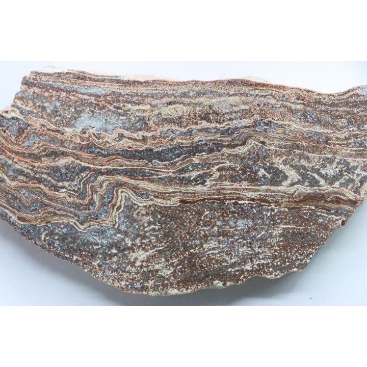 STROMATOLITE - Paléozoïque - Mexique