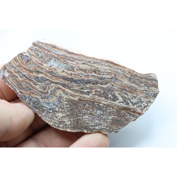 STROMATOLITE - Paléozoïc - Mexico