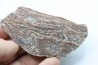 STROMATOLITE - Paléozoïc - Mexico