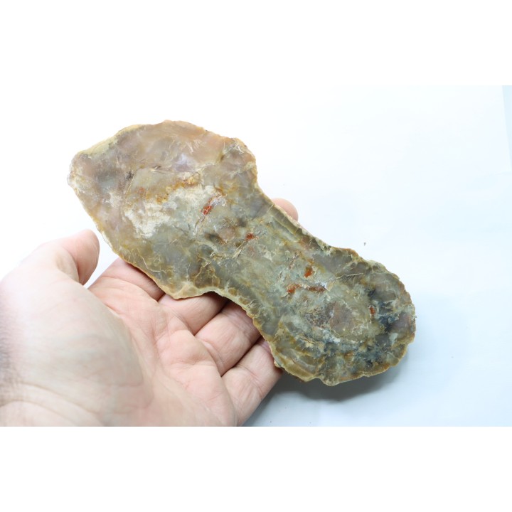 dinosaur coprolithe - jurassic - Morrison Formation