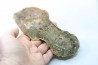 coprolithe de dinosaure - jurassique - Morrison Formation