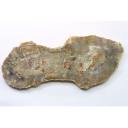 dinosaur coprolithe - jurassic - Morrison Formation