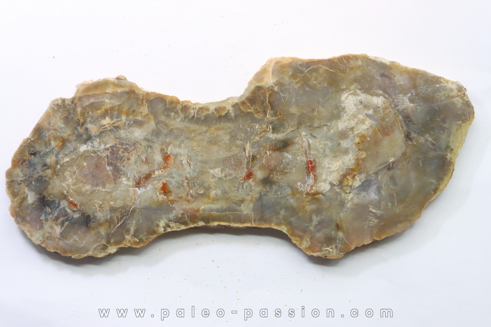 coprolithe de dinosaure - jurassique - Morrison Formation