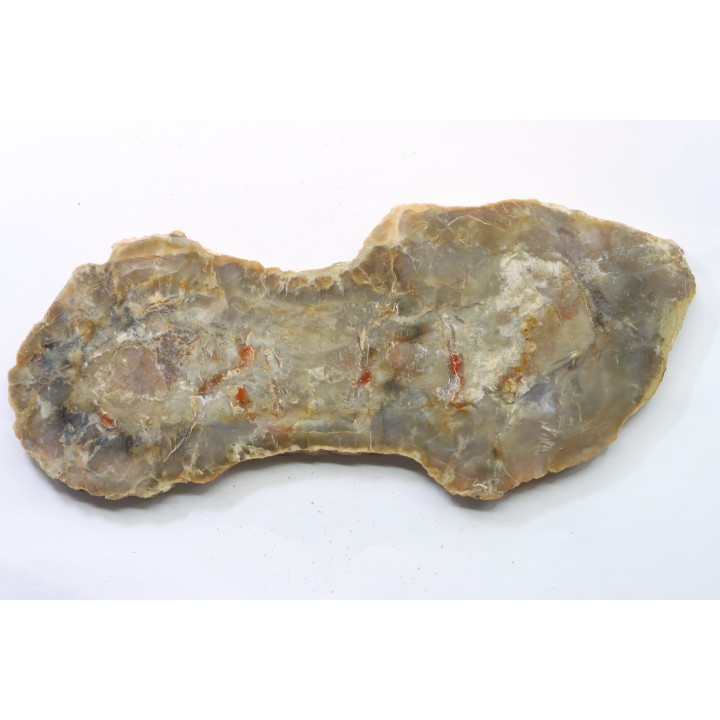 coprolithe de dinosaure - jurassique - Morrison Formation