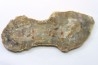 dinosaur coprolithe - jurassic - Morrison Formation