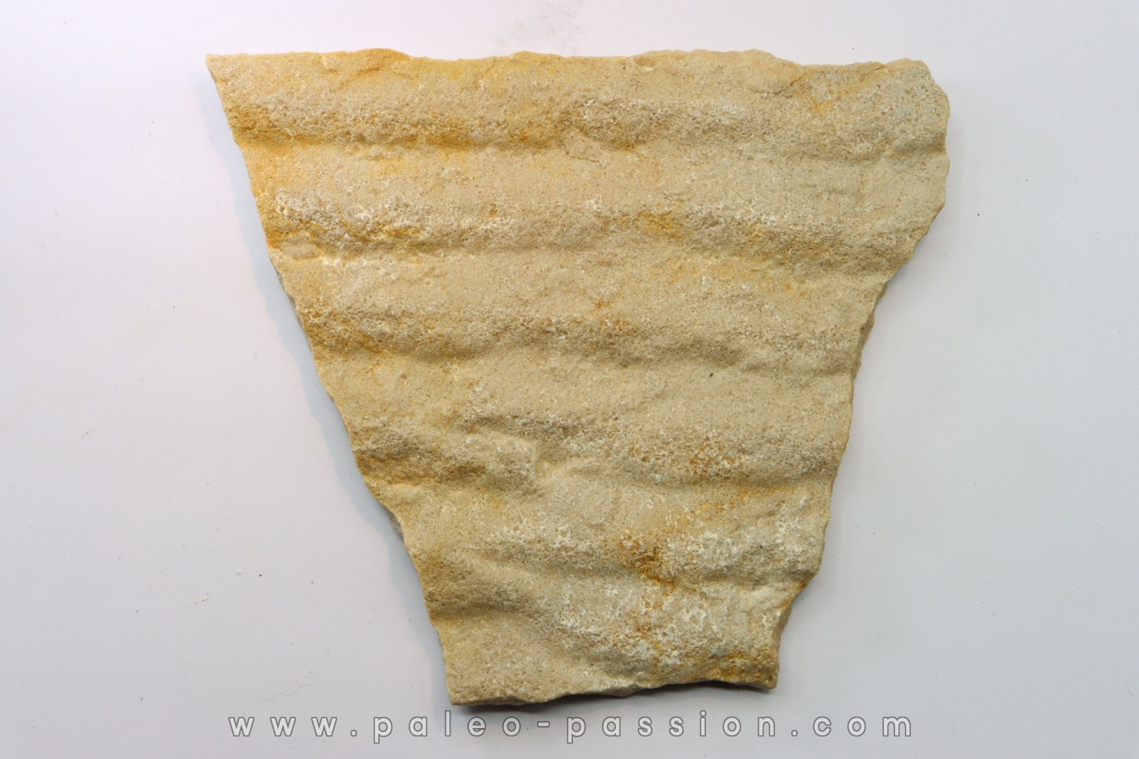 Microbial mat. - cambrian - (Possible précambrian?) - Mt Simon Sandstone - Central Wisconsin - USA