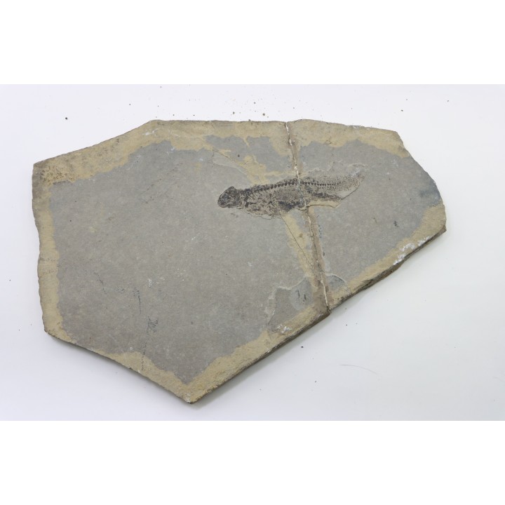 Branchiosaurus petrolei - permien inf. - Jeckenback Fmt - Odernheim, Allemagne