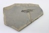 Branchiosaurus petrolei - permien inf. - Jeckenback Fmt - Odernheim, Allemagne