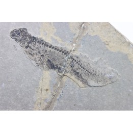 Branchiosaurus petrolei - permien inf. - Jeckenback Fmt - Odernheim, Allemagne