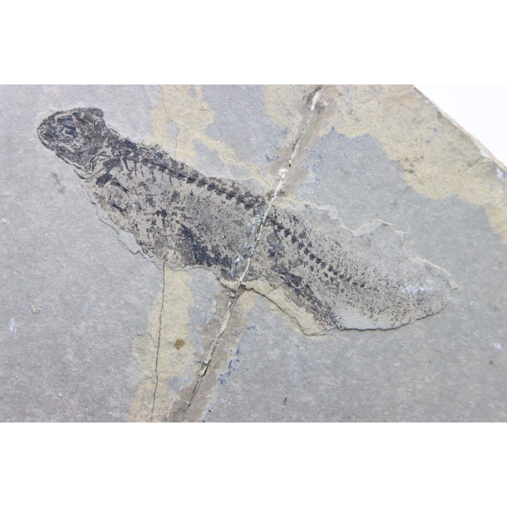 Branchiosaurus petrolei - permien inf. - Jeckenback Fmt - Odernheim, Allemagne