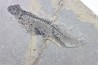 Branchiosaurus petrolei - lower permian - Jeckenback Fmt - Odernheim, Germany
