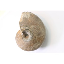 nautile:  PARACENOCERAS sp. (?)  - Oxfordien - Villers sur Mer - FRANCE