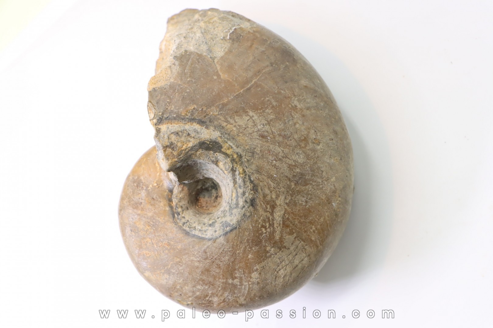 nautilus: PARACENOCERAS sp. (?) - Oxfordian - Villers sur Mer - FRANCE