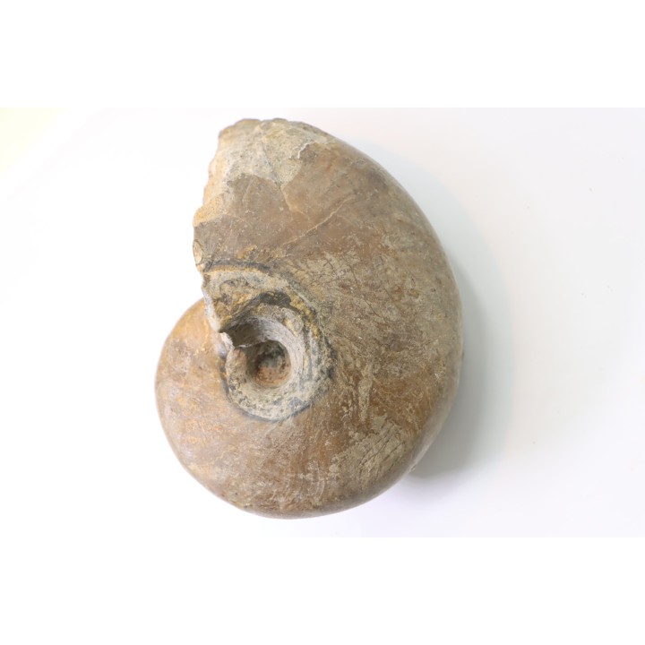 nautile:  PARACENOCERAS sp. (?)  - Oxfordien - Villers sur Mer - FRANCE