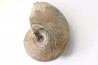 nautile:  PARACENOCERAS sp. (?)  - Oxfordien - Villers sur Mer - FRANCE