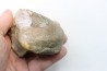 nautile:  PARACENOCERAS sp. (?)  - Oxfordien - Villers sur Mer - FRANCE