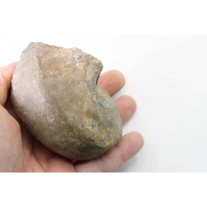 nautile:  PARACENOCERAS sp. (?)  - Oxfordien - Villers sur Mer - FRANCE