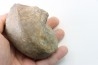 nautile:  PARACENOCERAS sp. (?)  - Oxfordien - Villers sur Mer - FRANCE