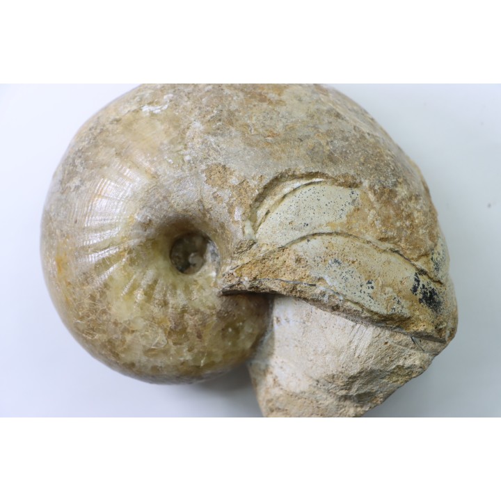 nautilus: Cenoceras annulare - pliensbachian - Fresney-le-Puceux – FRANCE