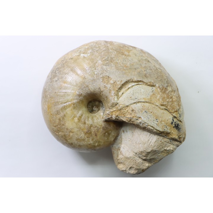 nautilus: Cenoceras annulare - pliensbachian - Fresney-le-Puceux – FRANCE