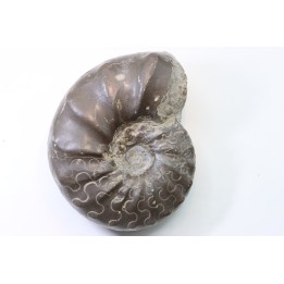 CERATITES NODUSUS - Muschelkalk - Wasselone, FRANCE