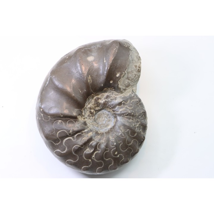 CERATITES NODUSUS - Muschelkalk - Wasselone, FRANCE