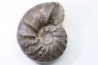 CERATITES NODUSUS - Muschelkalk - Wasselone, FRANCE