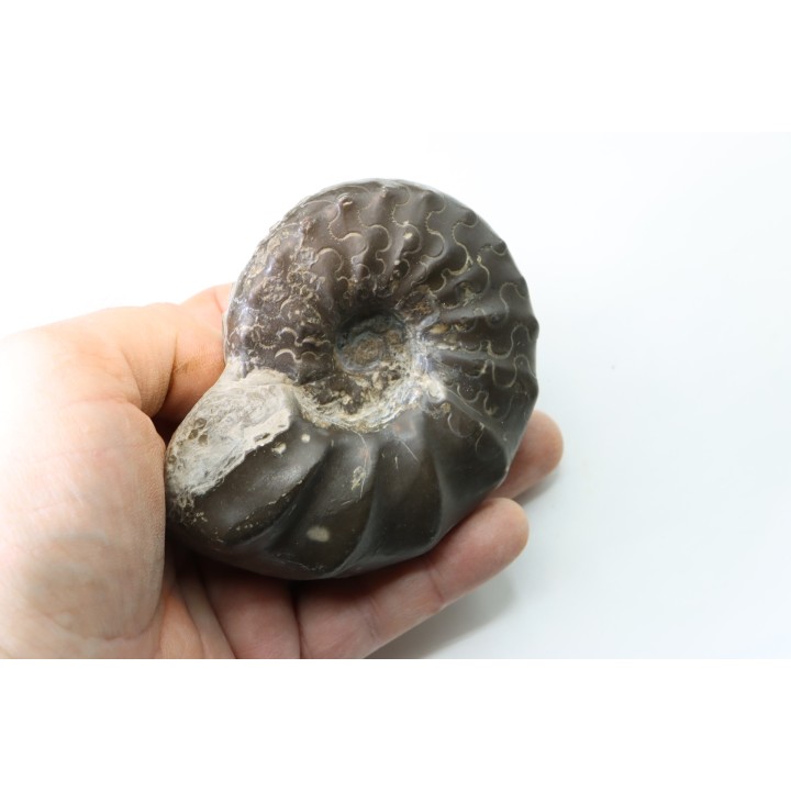 CERATITES NODUSUS - Muschelkalk - Wasselone, FRANCE
