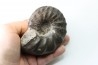 CERATITES NODUSUS - Muschelkalk - Wasselone, FRANCE